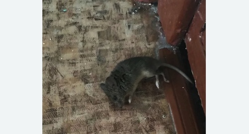 Дезинфекция от мышей в Курске